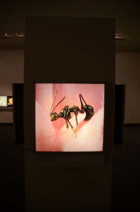 Wasp_exhibition__DSC3474